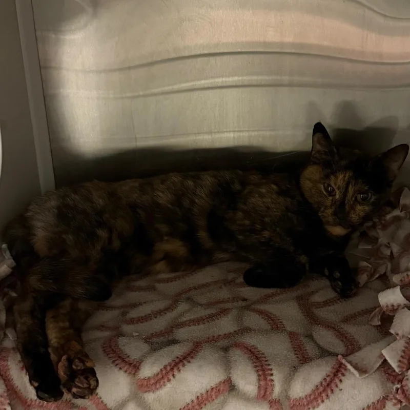 An adult medium-sized female Tortoiseshell Domestic Short Hair cat named Donna for adoption in Council Bluffs, IA