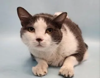 An adult small-sized male Domestic Short Hair cat named Flash for adoption in Golden Valley, MN