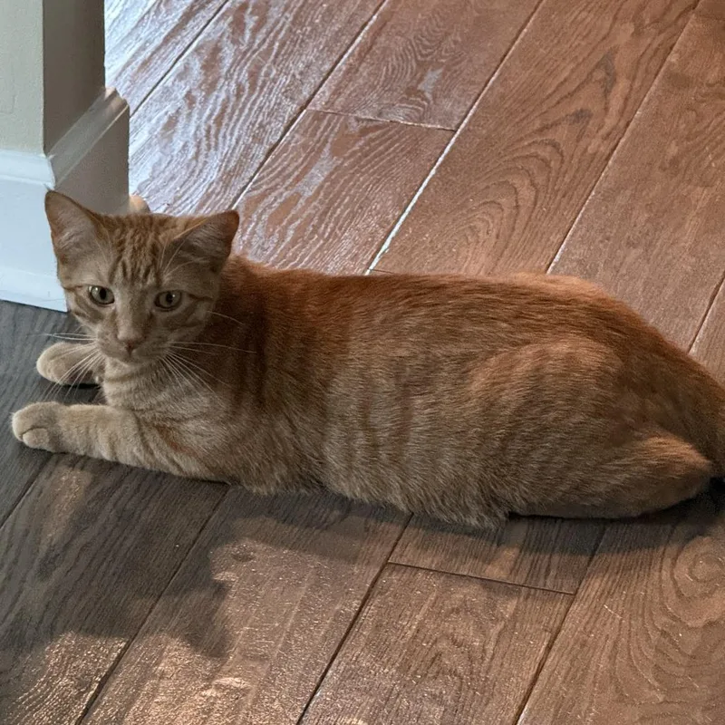 A young small-sized male Orange / Red Domestic Short Hair cat named Sparkplug C for adoption in Princeton, MN
