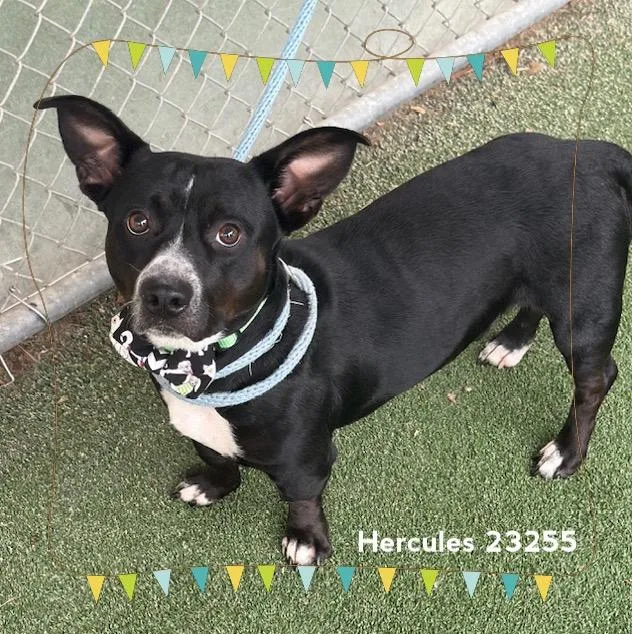 An adult medium-sized male Black Pit Bull Terrier dog named Hercules for adoption in Marietta, GA