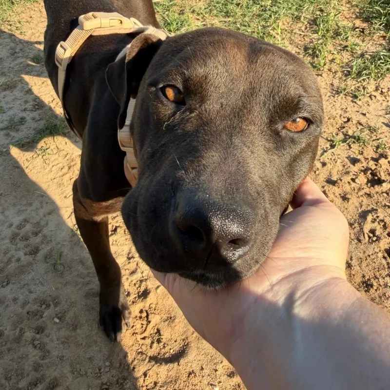 An adult medium-sized male Black American Staffordshire Terrier dog named Panther for adoption in Anderson, TX