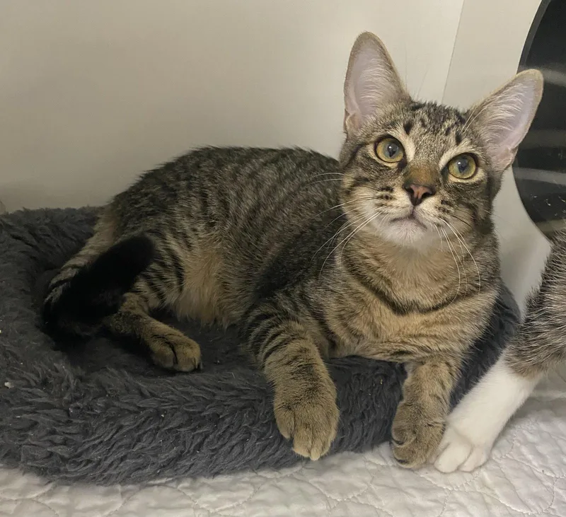 An adult medium-sized male Domestic Short Hair cat named Eminem for adoption in Satellite Beach, FL