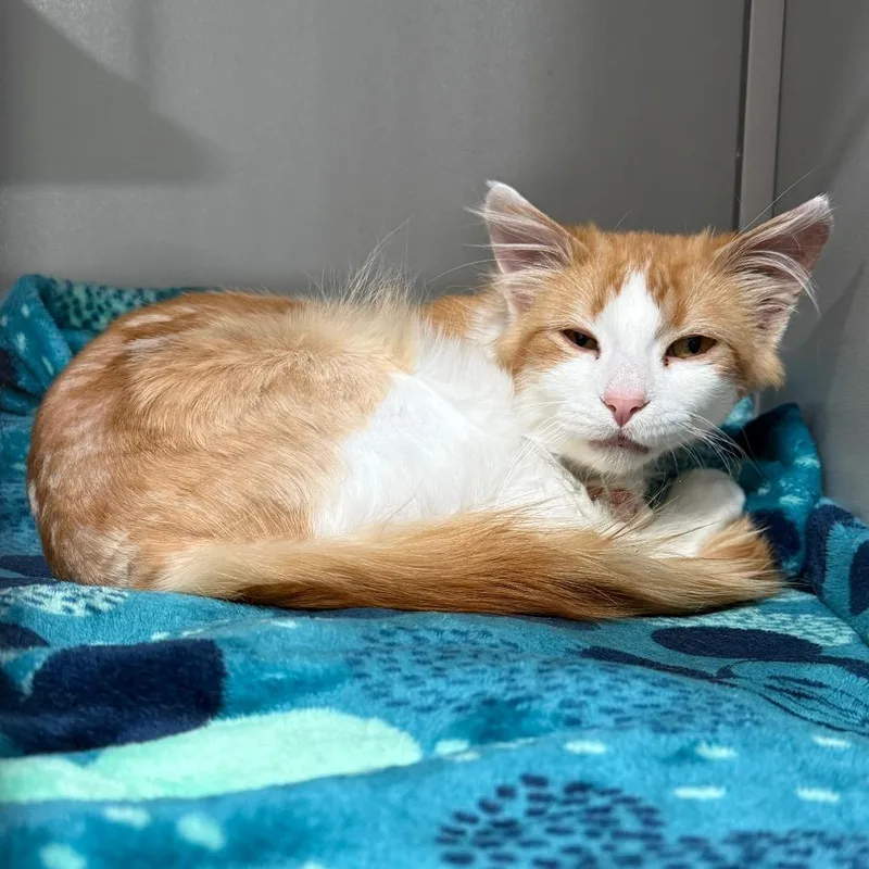 A young small-sized male Orange / Red Domestic Medium Hair cat named Colby Jack for adoption in Bismarck, ND