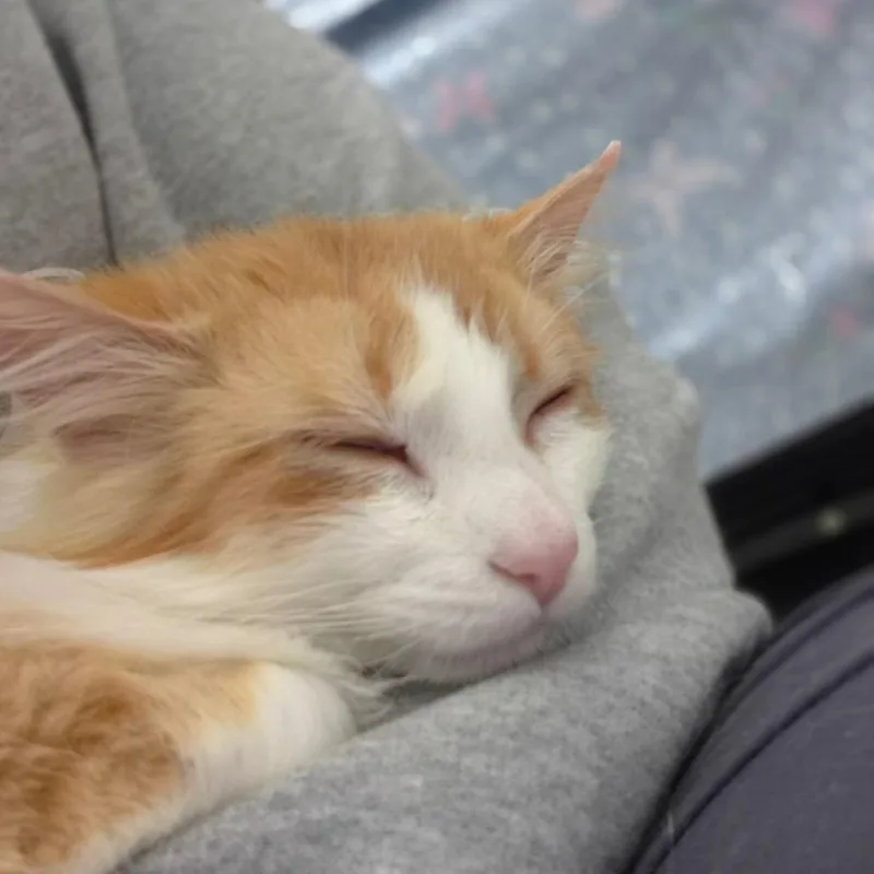 Colby Jack thumbnail 4