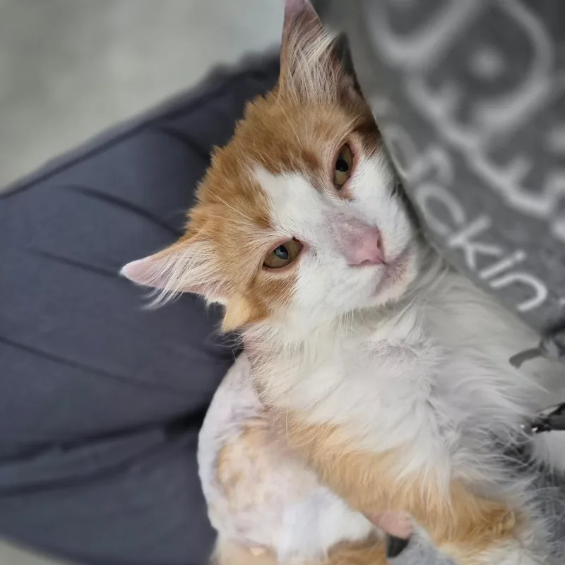 Colby Jack thumbnail 5