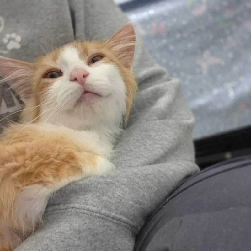 Colby Jack thumbnail 6