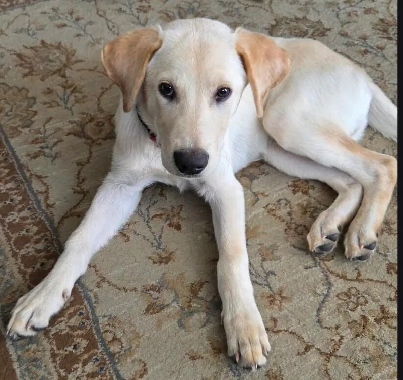 A baby medium-sized male White / Cream Labrador Retriever dog named George for adoption in Dallas, TX