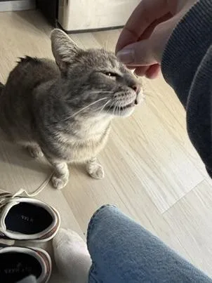 An adult medium-sized male Gray / Blue / Silver Domestic Short Hair cat named Bernie for adoption in San Francisco, CA