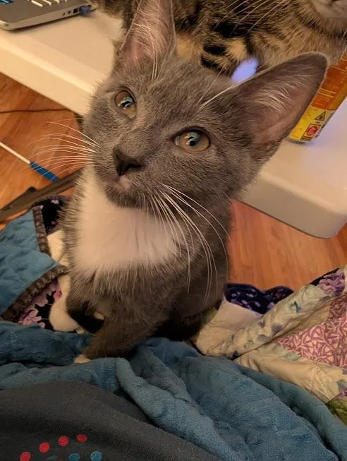 A baby small-sized male Domestic Short Hair cat named Apple Jack for adoption in Saint Paul, MN