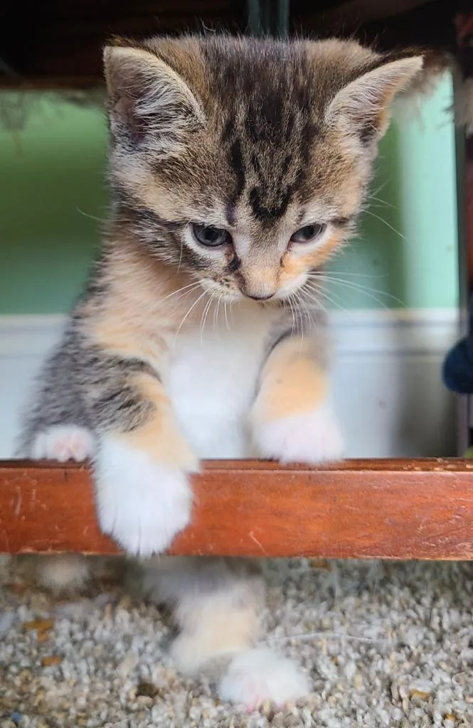 A baby medium-sized female Domestic Short Hair cat named Calanthe for adoption in Portland, IN