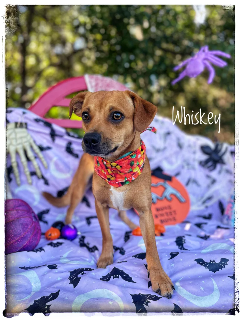 A baby small-sized male Chihuahua dog named Whiskey for adoption in Sebring, FL