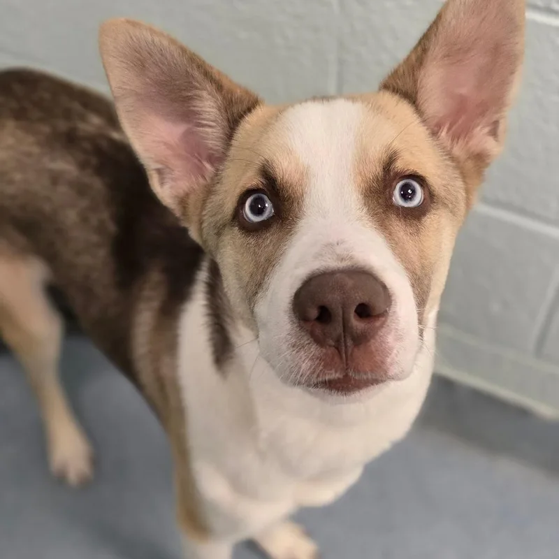 A young medium-sized male Yellow / Tan / Blond / Fawn Siberian Husky dog named Bub for adoption in East Hanover, NJ