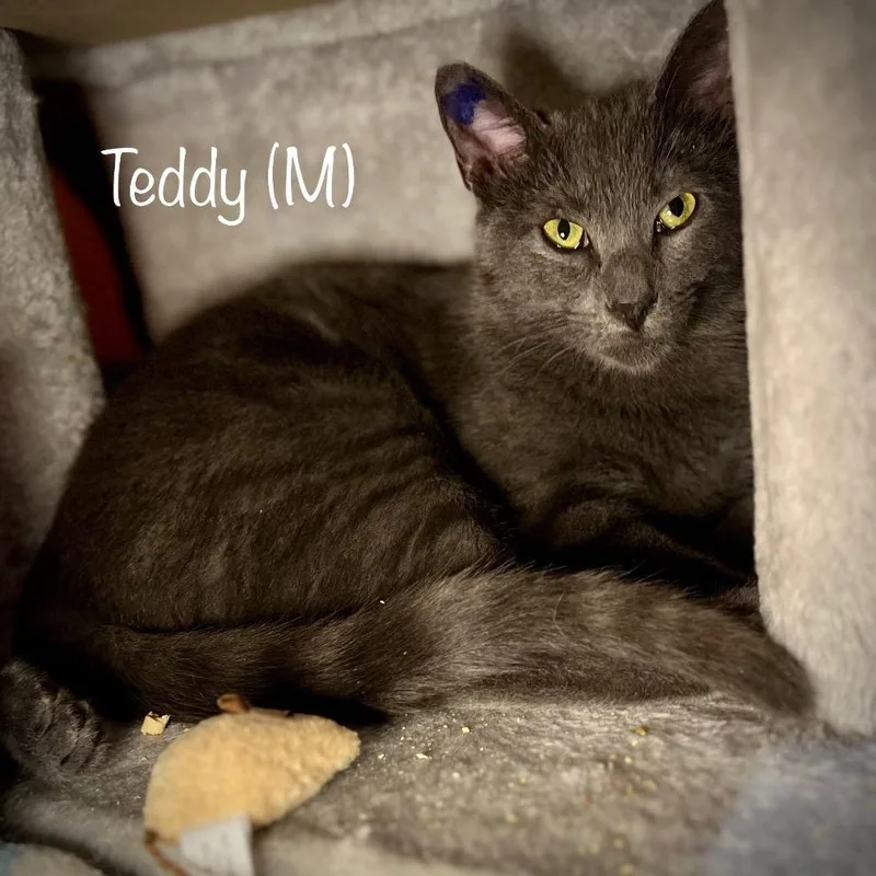 An adult small-sized male Domestic Short Hair cat named Teddy for adoption in Tulsa, OK