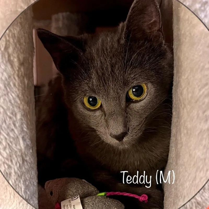 Teddy thumbnail 2