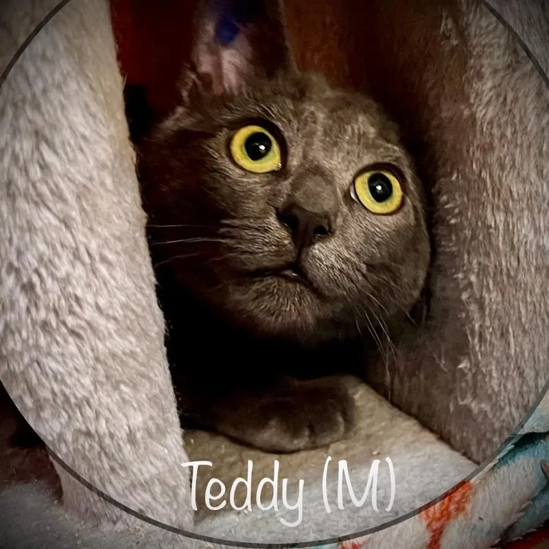Teddy thumbnail 3