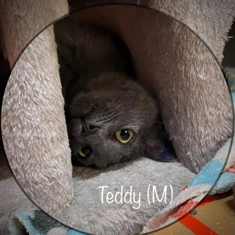 Teddy thumbnail 4