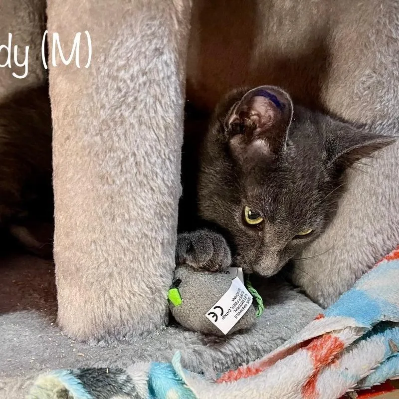 Teddy thumbnail 5
