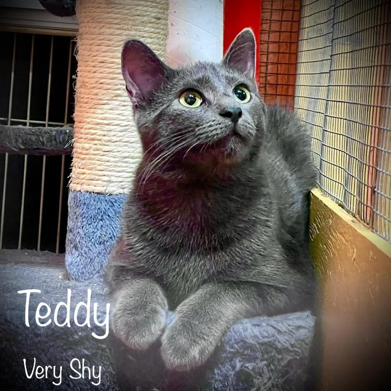 Teddy thumbnail 6