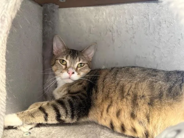 Jelly Bean thumbnail 2