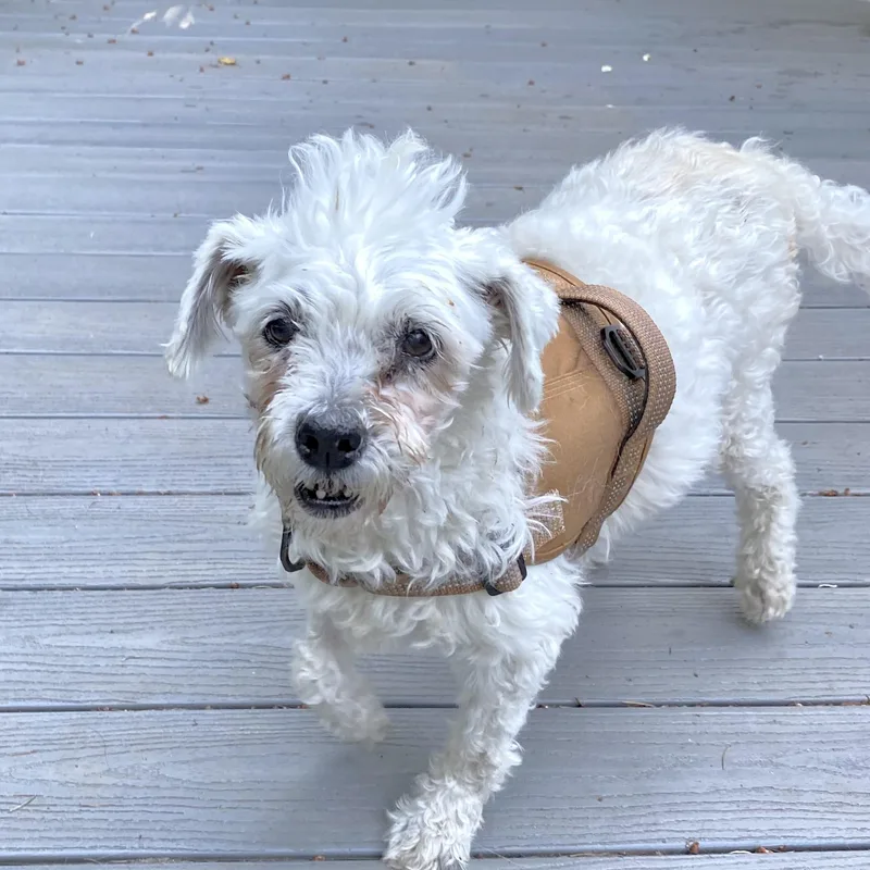 A senior small-sized female White / Cream Maltese dog named Duchess for adoption in Saint Helens, OR