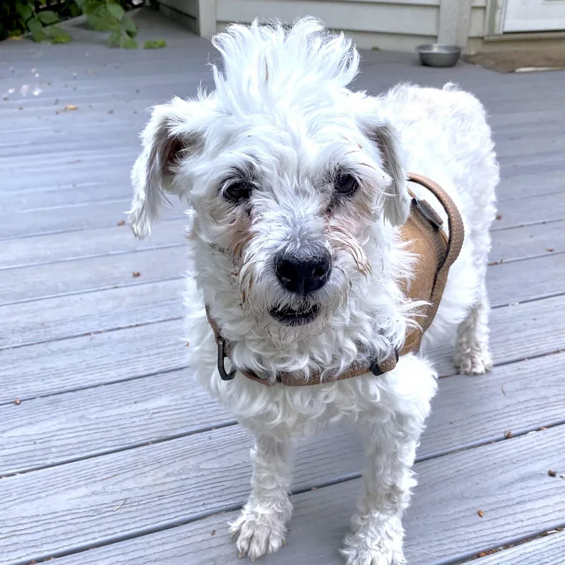 Duchess thumbnail 2