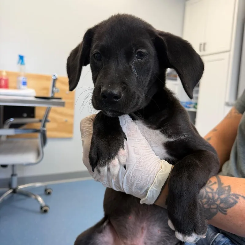 A baby large-sized male Black Labrador Retriever dog named McLaren for adoption in Watertown, NY