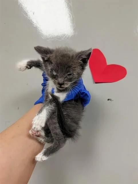 Sir Pounce