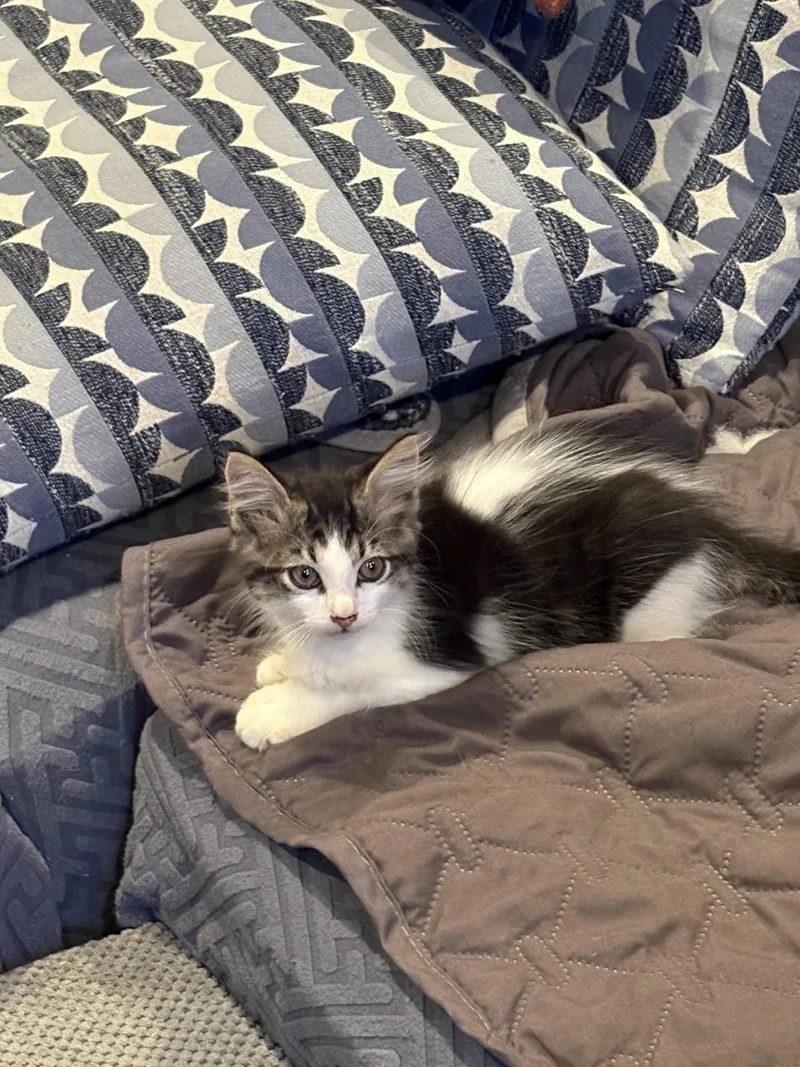 A baby medium-sized male Domestic Short Hair cat named Bela Lugosi for adoption in Philadelphia, PA