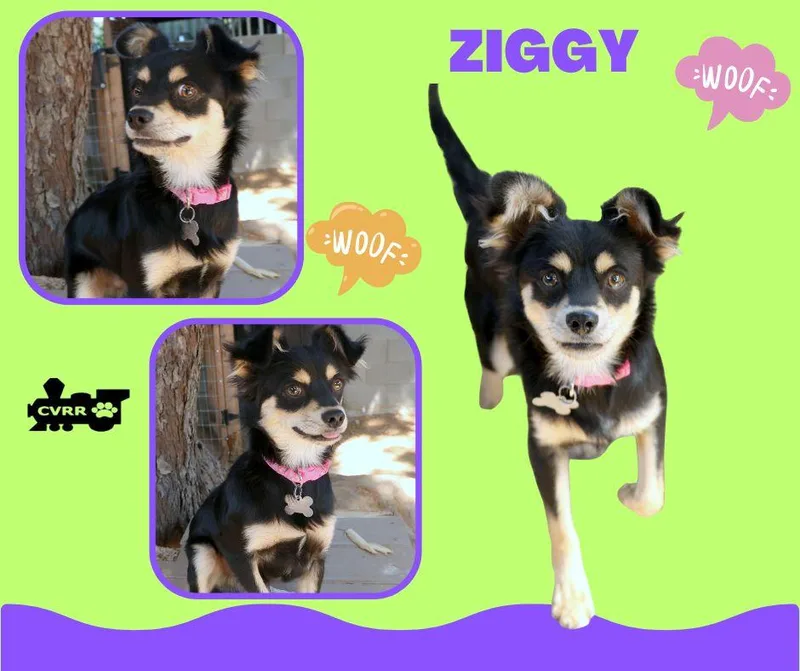 An adult small-sized male Terrier dog named Ziggy for adoption in LINDSAY, CA