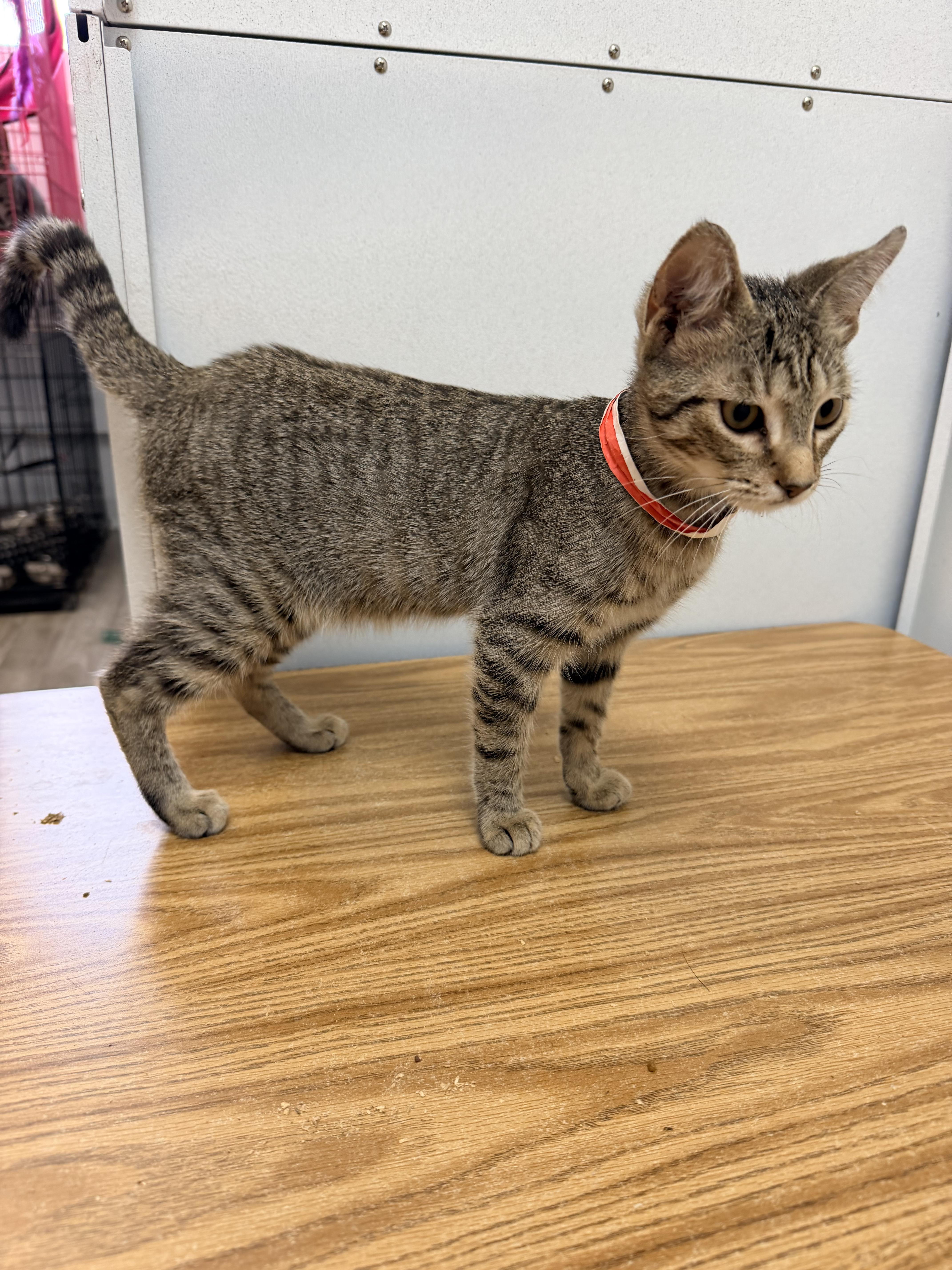 A baby small-sized female American Shorthair cat named Clarisse for adoption in Shrewsbury, MA