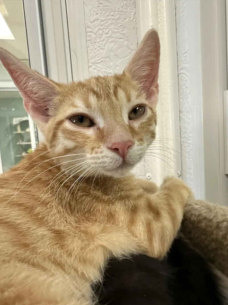 A young medium-sized male Orange & White Domestic Short Hair cat named Rocket for adoption in New Port Richey, FL