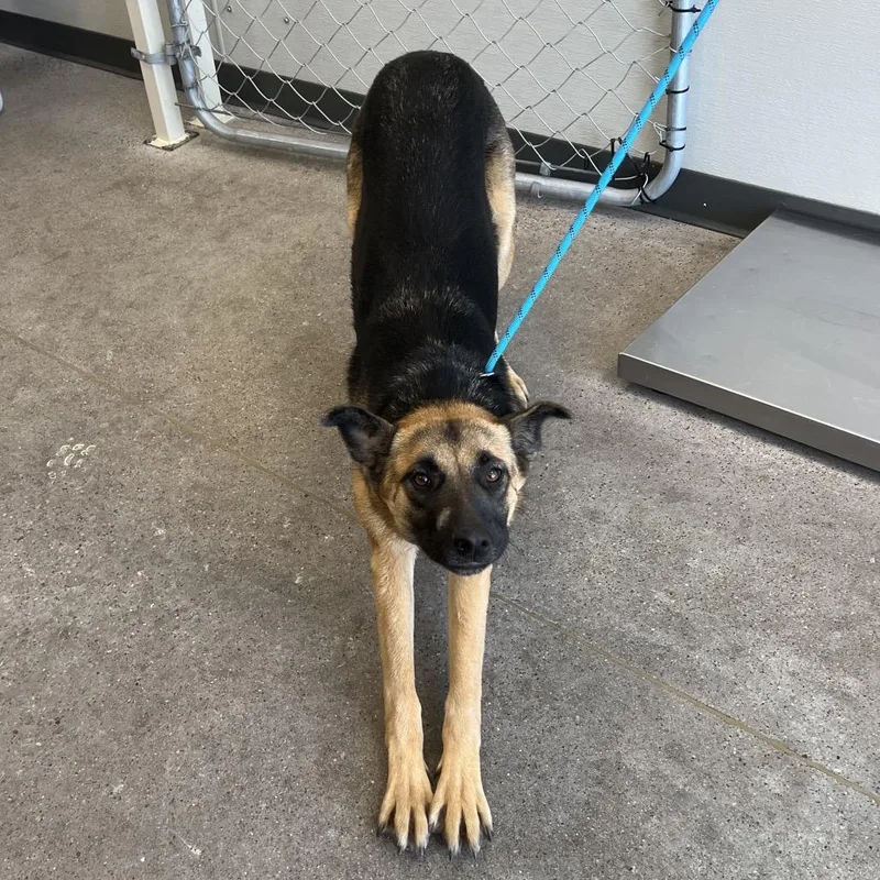 An adult medium-sized female Black Mixed Breed dog named 110395 for adoption in Las Cruces, NM