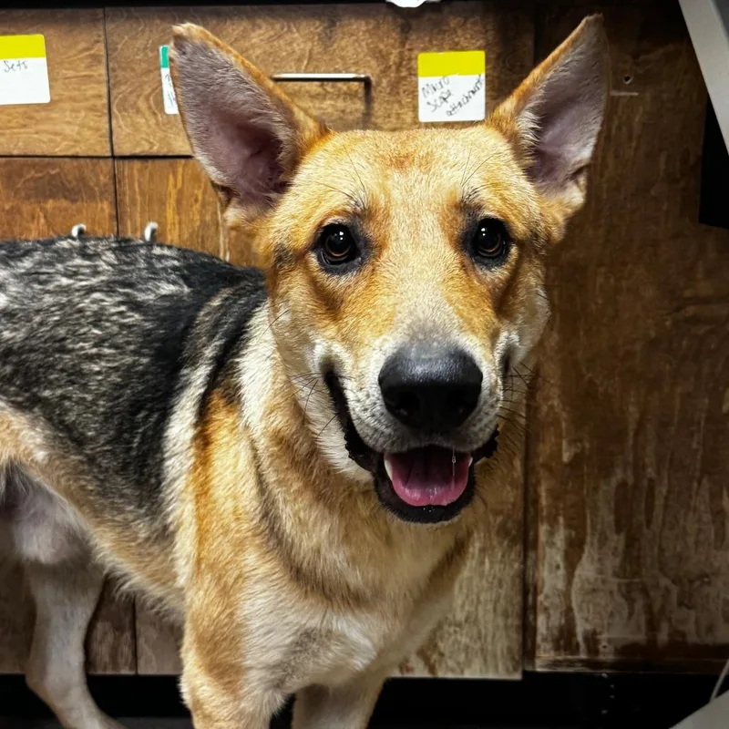 An adult large-sized male German Shepherd Dog dog named Cooley for adoption in Hinesville, GA