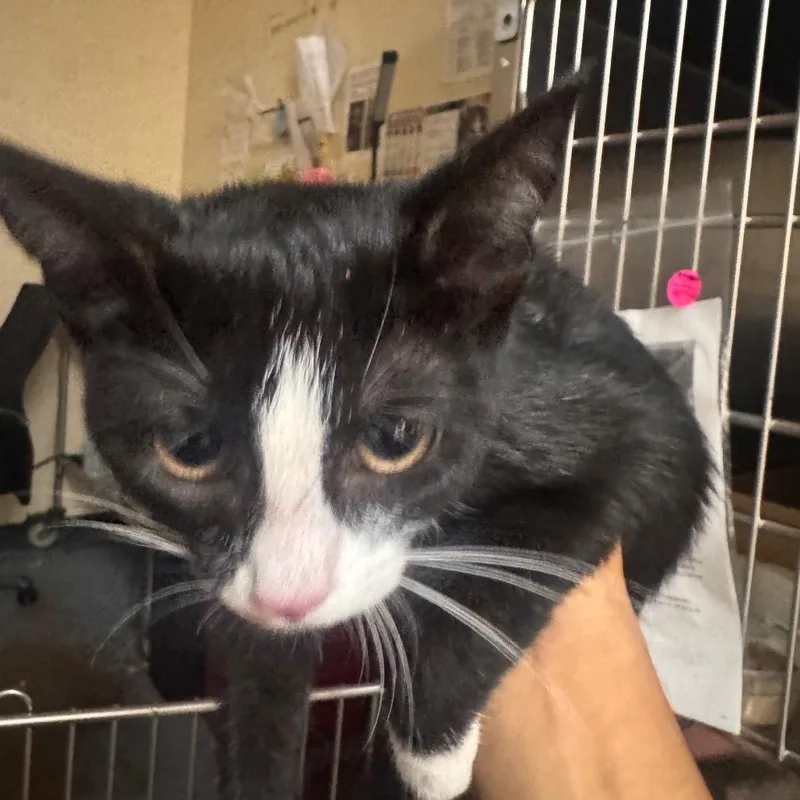 A baby small-sized female Black Domestic Short Hair cat named Oreo thunder milkshake for adoption in Philadelphia, PA
