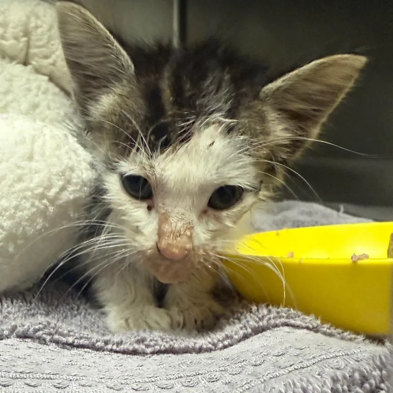 A baby small-sized male Brown / Chocolate Domestic Short Hair cat named Purrsley for adoption in Bryan, TX