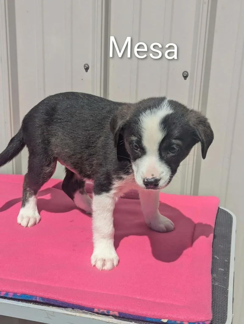 A baby medium-sized female Black Mixed Breed dog named Mesa for adoption in Logan, OH