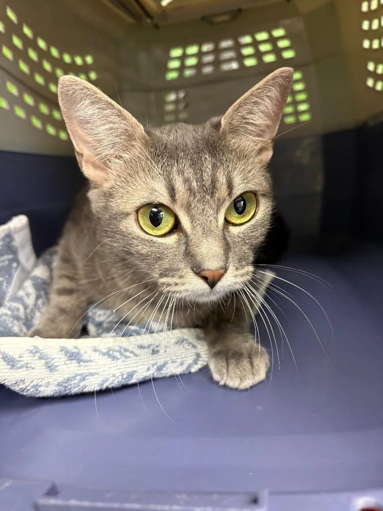 A young small-sized female Domestic Short Hair cat named Lilly Bug for adoption in Fort Worth, TX