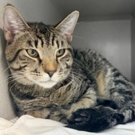 A young medium-sized male Brown / Chocolate Domestic Short Hair cat named Pauly for adoption in New York, NY