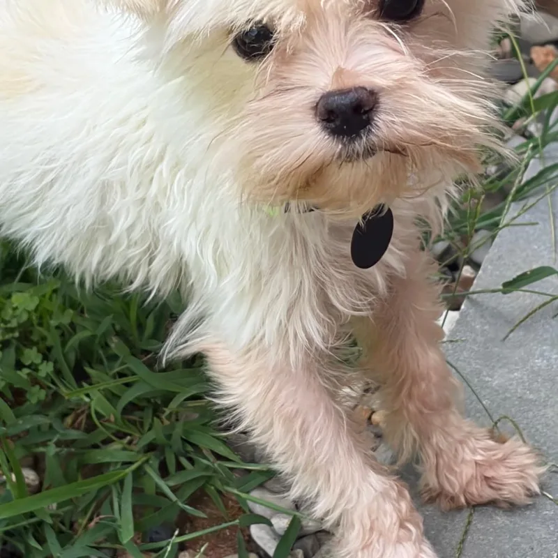 An adult small-sized male White / Cream Maltese dog named Waldo for adoption in Greensboro, GA