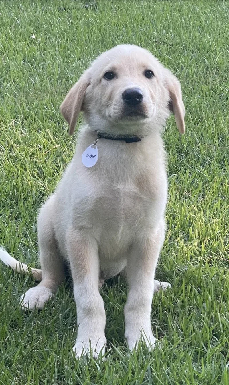 A baby large-sized male Great Pyrenees dog named Fisher Lonestar for adoption in Rockaway, NJ