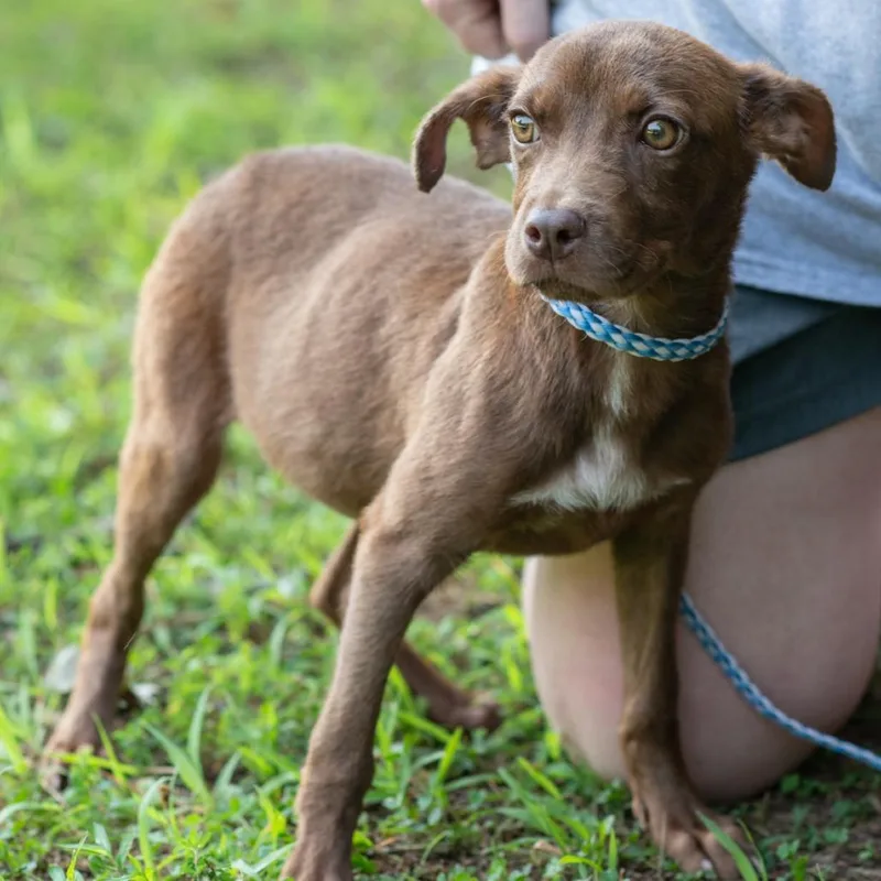 Coco