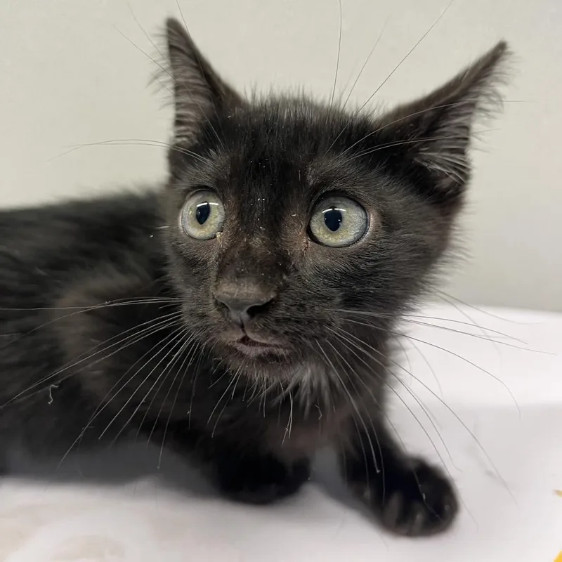 A baby small-sized male Black Domestic Short Hair cat named Roy for adoption in Tampa, FL