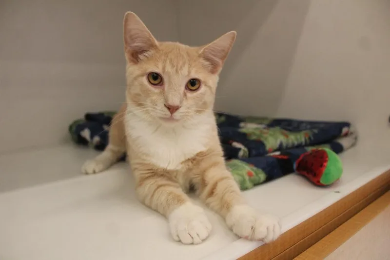 Nacho Blaze thumbnail 2