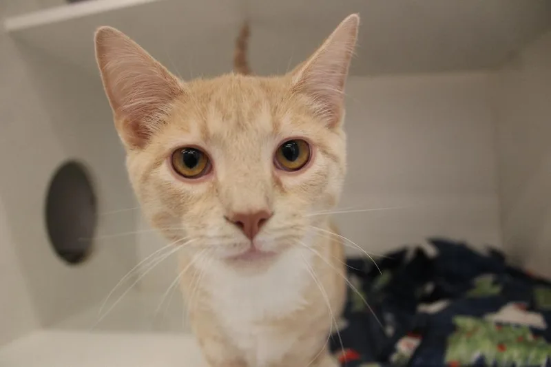 Nacho Blaze thumbnail 3