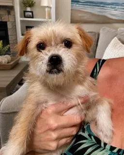 A young small-sized female White / Cream Shih Tzu dog named Bristol for adoption in Tifton, GA