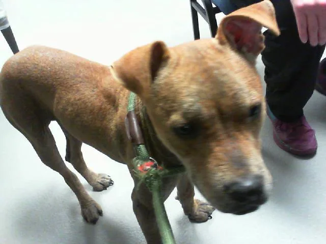 An adult medium-sized female Pit Bull Terrier dog named Brooke for adoption in Charlotte, NC