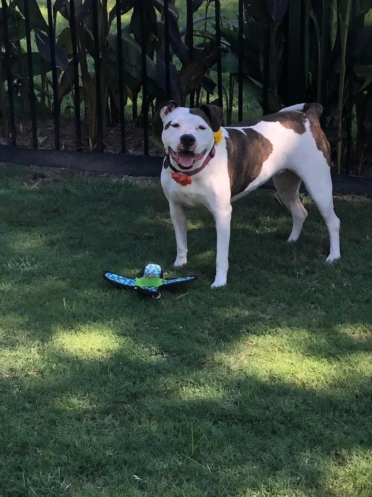A senior large-sized female Pit Bull Terrier dog named Marsha for adoption in New Bern, NC