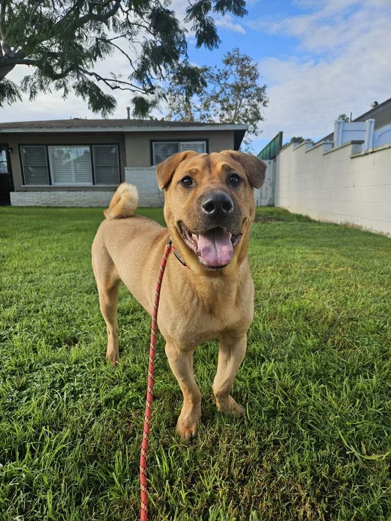 Pringle Prancer Shar Pei thumbnail 2
