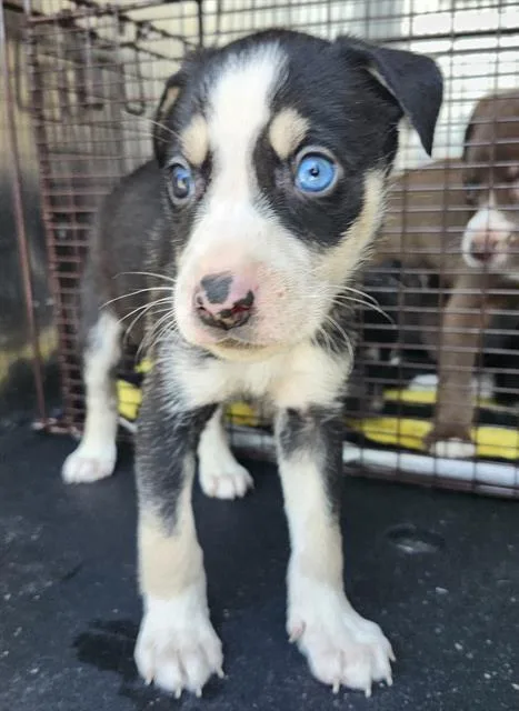 A baby small-sized male American Staffordshire Terrier dog named Simon for adoption in San Antonio, TX