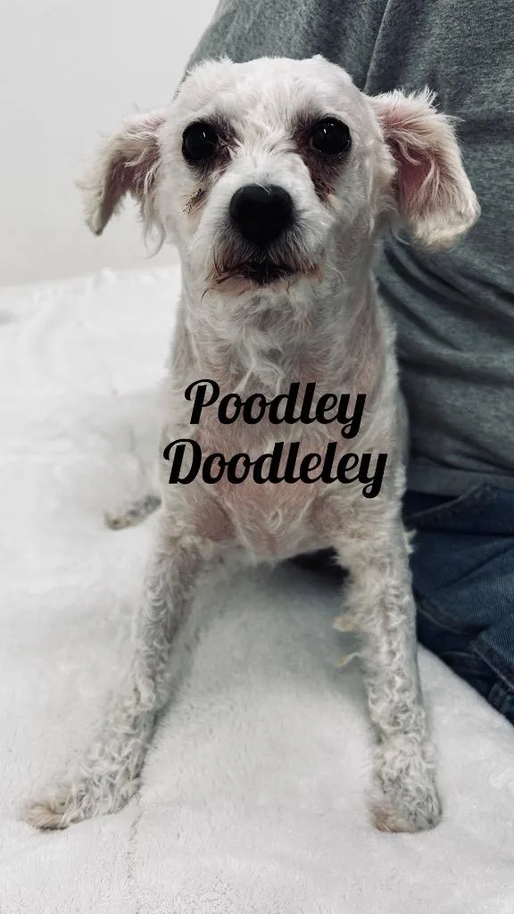 Poodley Doodleley